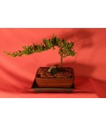 BONSAI,TRADITIONAL,JAPANESE JUNIPER,6 YEARS OLD,ACTUAL BONSAI FOR SALE N... - €42,52 EUR