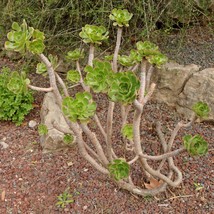 2 head cuttings - Aeonium arboreum, the tree aeonium/“irish rose”/“tree houselee - £11.95 GBP