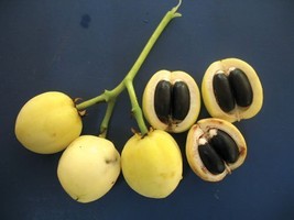 Jatropha Curcas 5 Tree Bio Diesel Fuel Source Barbados Nut Oil Crop Bulk... - $222.43 MXN