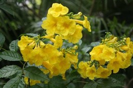 Tecoma Stans Yellow Tecoma Bulk Seeds 25 - £7.17 GBP