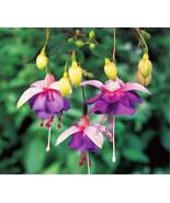 50pcs/bag Fuchsia Seeds Potted Flowers seeds,bonsai seeds.#4519 - $5.65