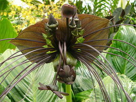 5 Tacca plantaginea Rhizomes, Green Bat Flower, Free Phytosanitary certificate - £47.96 GBP