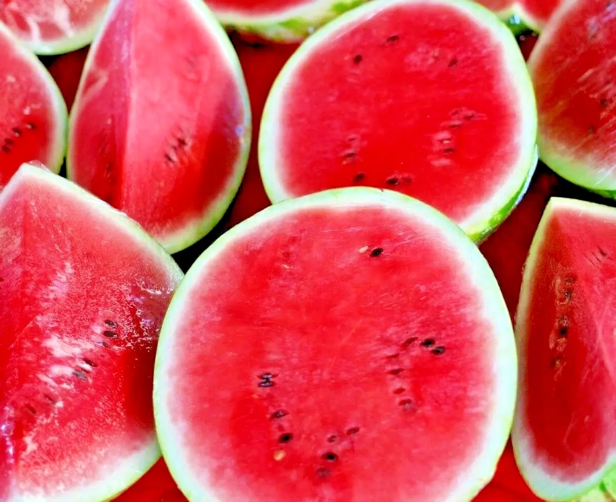 50+ SUGAR BABY WATERMELON SEEDS SUPER SWEET HEIRLOOM NON-GMO FREE SHIPPING! - $23.98