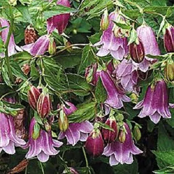 40+ Flower Seeds Lavender Heirloom Campanula Punctana Perennial - £13.22 GBP