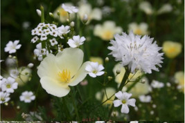 White Wildflower Mix Flower Seed Beautiful 400 Seeds Fresh Garden USA SE... - $10.75