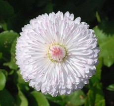 Guashi Store 500 Seeds Dwarf White English Daisy Bellis Perennis Flower - £7.47 GBP