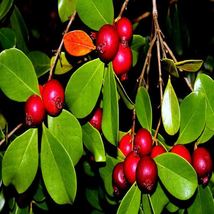 Strawberry Guava Tree Seeds [Psidium cattleianum] Edible Garden Fruit Plant - £11.59 GBP