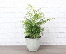 1 Pcs Neanthe Bella Palm - White Rustic Pot - 6&quot; Diameter Plant Live Houseplant - £75.78 GBP