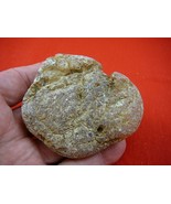 (k-2648) 70 g Rare Kauri tree Gum copal young Amber New Zealand Tane Mahuta - $91.62