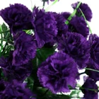 100 Dark Purple Carnation Seeds Dianthus Flowers Seed Flower Perennial  - $6.50