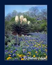 Springtime in Texas - WF0084C - Fine Art Photography - £14.06 GBP