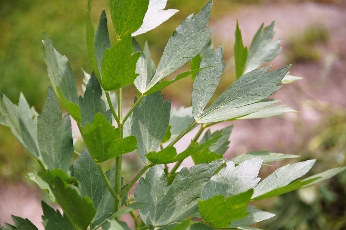 Lovage Levisticum Officinale Maggi Herb Fresh Fast Shipping - $3.78