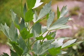 Lovage Levisticum Officinale Maggi Herb Fresh Fast Shipping - $3.78