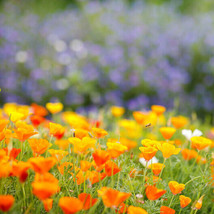 California Poppy Orange Wild Majestic Elegant Annual/Perennial Non-Gmo10... - £7.04 GBP