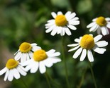 200 seeds german chamomile herb ~ heirloomseedguy non-gmo - $5.36