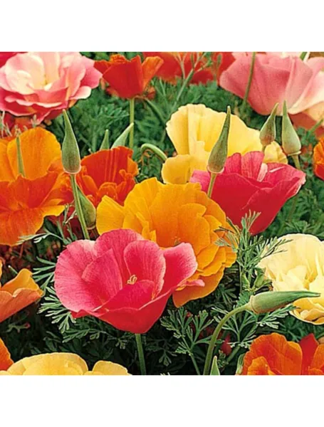 Poppy California Mission Bells Mix 500 Seeds Garden - £3.52 GBP