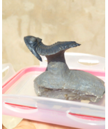 2.2 in Trilobite Hollardops Mesocristata Trilobite Devonian Fossil from ... - €164,66 EUR