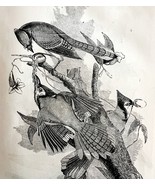 Blue Jay Victorian 1856 Bird Wood Engraving Antique Nature Ephemera DWT15 - $54.45 CAD