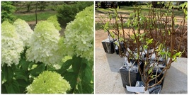 2 Limelight Hydrangea Shrubs/Bushes - Live Plants - 6-10&quot; Tall - Quart P... - $125.99