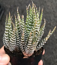 3 Plants In Pot Live Rooted Haworthia fasciata Zebra Plant Succulent - £23.65 GBP