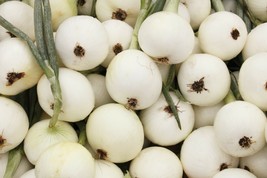 Onion Seeds 200 White Sweet Spanish Mild Vegetable Garden Fresh Garden F... - $3.88
