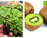 2 Live Plants Vincent Female Kiwi - Actinidia chinensis - And Male Tomuri - $54.93