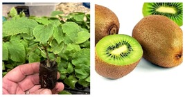 2 Live Plants Vincent Female Kiwi - Actinidia chinensis - And Male Tomuri - £43.85 GBP