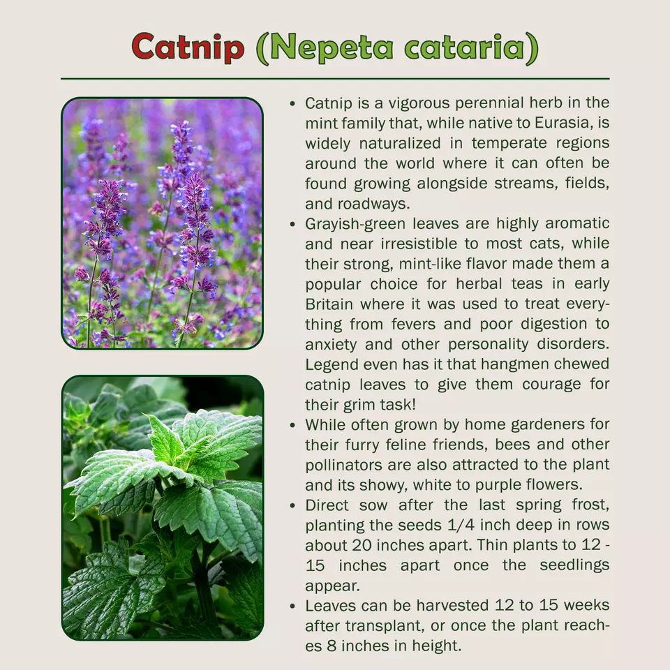 500 Catnip Seeds, Nepeta cataria - £5.15 GBP