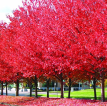 US Seller Red Maple Tree Plant Very Beautiful Outdoor Plant Tree Fast Shipping - £10.38 GBP