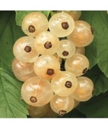 White Currant “Blanca” Rooted plant dormant 2.5 inch container size - £25.16 GBP