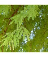 Prosopis Chilensis Chilean Mesquite Tree Seeds 30 Seeds Stock Ref Beauti... - $22.00