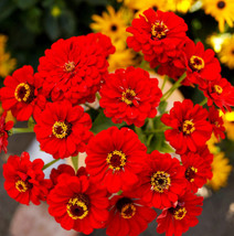 Zinnia Scarlet Flame Red Blooms Cut Flowers Hummingbirds  100 Seeds From US - £7.95 GBP