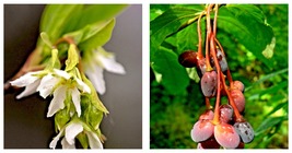 20 Indian Plum Seeds Fast-Growing Edible Fruit Shrub Oso Berry (O. Cerasiformis) - £14.88 GBP