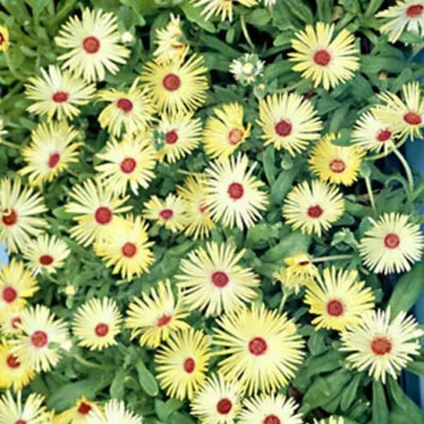 Ice Plant Livingston Daisy (Dorotheanthus Bellidiformis) Yellow 100 Seeds Fresh  - $6.58