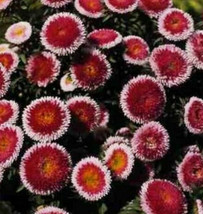 PWO Aster - Callistephus Pompon - Hi-No-Maru Mix seed - $2.99