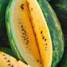 20 Mountain Sweet Watermelon Seeds New Fresh Seeds USA - $13.30