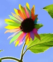 SKMO 50 Seeds Easy To Grow Rainbow Sunflowers Huge Sunflower Large Flowers Flora - £10.43 GBP