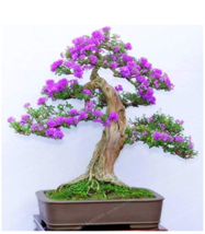 50 Bonsai Lilac Plant Japanese Lilac (Extremely Fragrant Clove Flower Bonsai Lil - $4.90