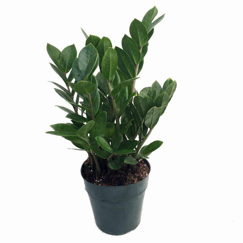 Rare ZZ Plant - Zamioculcas zamiifolia - Hardy House Plant - 6" Pot - $14.50