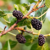 50 Black Mulberry Tree Seeds Morus Nigra Sweet Edible Fruits USA SELLER - £4.55 GBP