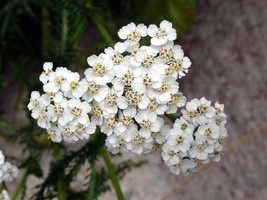 1000 Seeds Yarrow Perennial White Flower Heirloom Wildflower Herb Fresh ... - $5.99 CAD