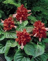 LWSTORE 40 Salvia Sizzler Salmonflower Seeds Deer Resistant Perennial USPS Shipp - $8.78