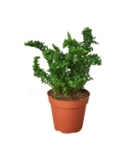 &#39;Emina&#39; Fern - 4&quot; Pot - $530.61 MXN
