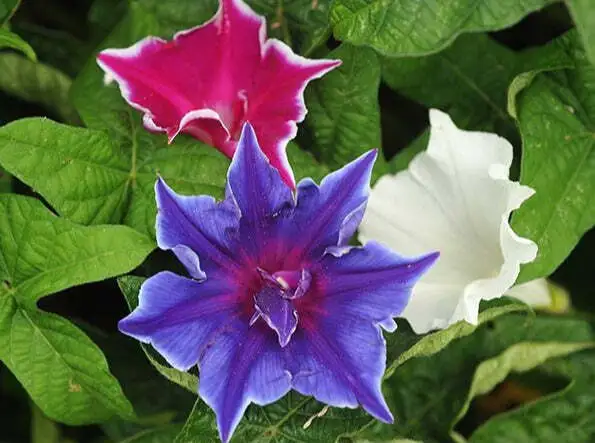 Ipomoea Nil Kikyo-Zaki Mix 10 Seeds Fresh Garden - £14.05 GBP