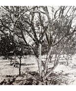 Lemon Orchard Infested Cottony Cushion Scale Insect Victorian 1887 Print... - $367.17 MXN