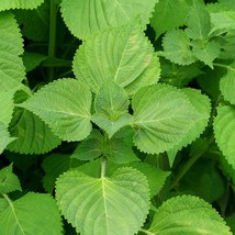 New Fresh Seeds Green Shiso Culinary Herbs Seeds Perilla Vegetable Seeds - $14.56