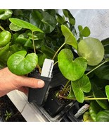 Tractor Seat Plant - Farfugium Japonicum Giganteum - Giant Leopard Plant - €24,37 EUR