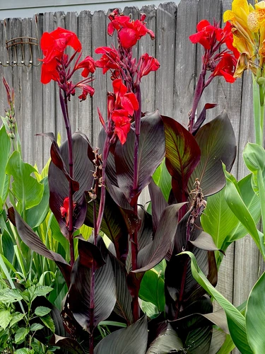 Garden‑Ready Canna Cleopatra Red (1) Lily Rhizome Bulb Dark Foliage 6Ft - $3.89