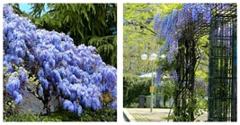 Blue Chinese Wisteria Seed Perennial Climbing Flower Vine Shrub 10 Seeds - £18.77 GBP