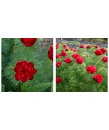 Double Flowering Fernleaf Peony Rubra Plena fower 100pcs Seeds - £21.62 GBP
